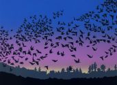 Murmurations 8