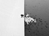 1. Marcin Ryczek A Man Feeding Swans in the Snow