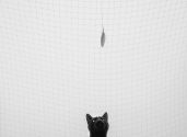 11 Catching a feather