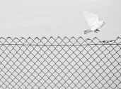 3. Marcin Ryczek Liberation