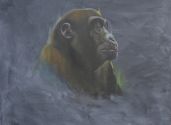 gorilla profil 70x70 Kopie