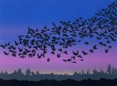 Murmurations 7.