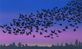 Murmurations 7.