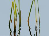 reeds1207114321 45x81cm Kopie